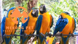 Mua Bán Vẹt Macaw Tại TP.HCM: Cơ Hội Sở Hữu Loài Vẹt Độc Đáo